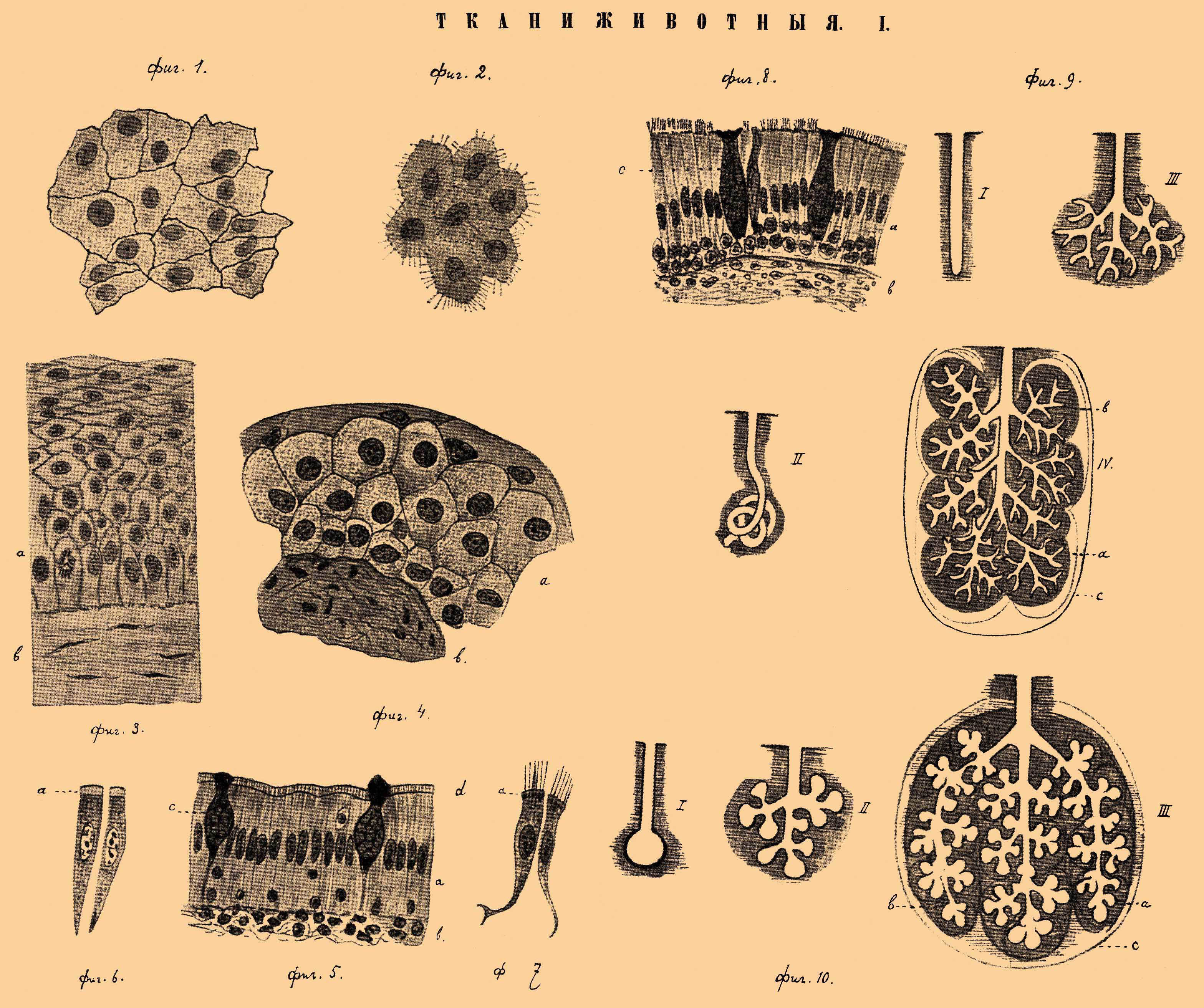 Типы животных тканей рисунки. Ткани животных. Ткани животных рисунки. Ткань с изображением животных. Зарисовка тканей животных.