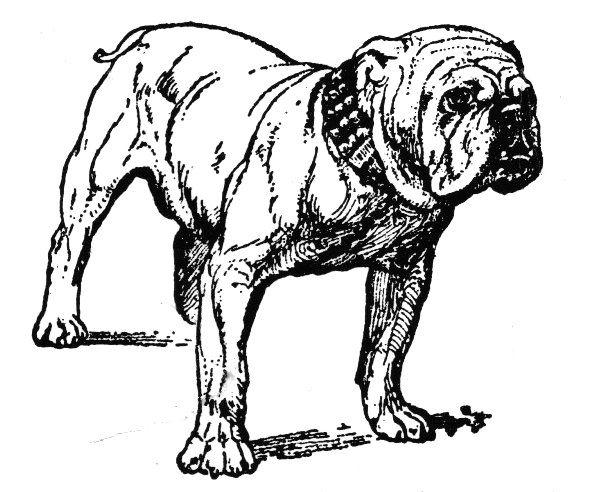 Bulldog - Wikipedia