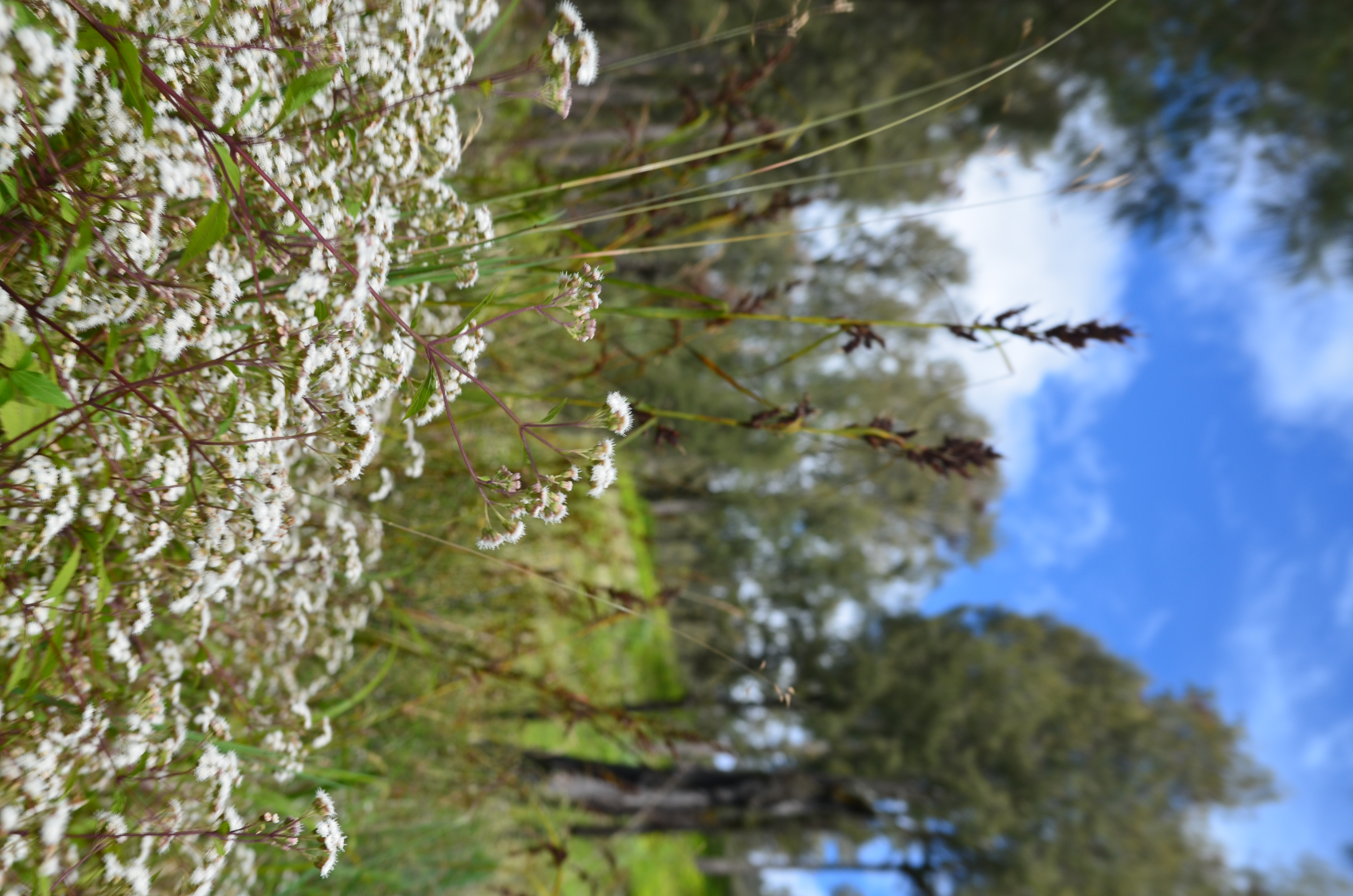 File Bunga  daisy di  kawasan cemoro kandang gunung  semeru  