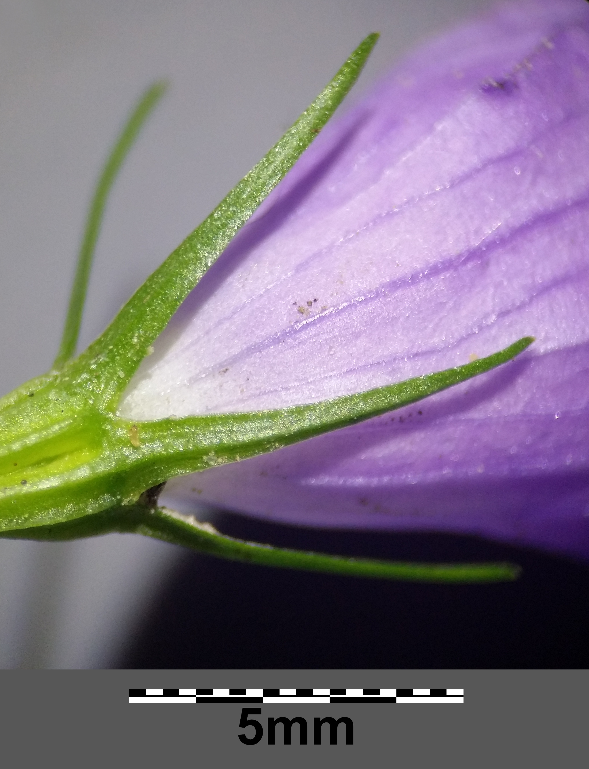 24 Campanula komarovii