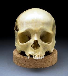 File:Caucasoid cranium.jpg