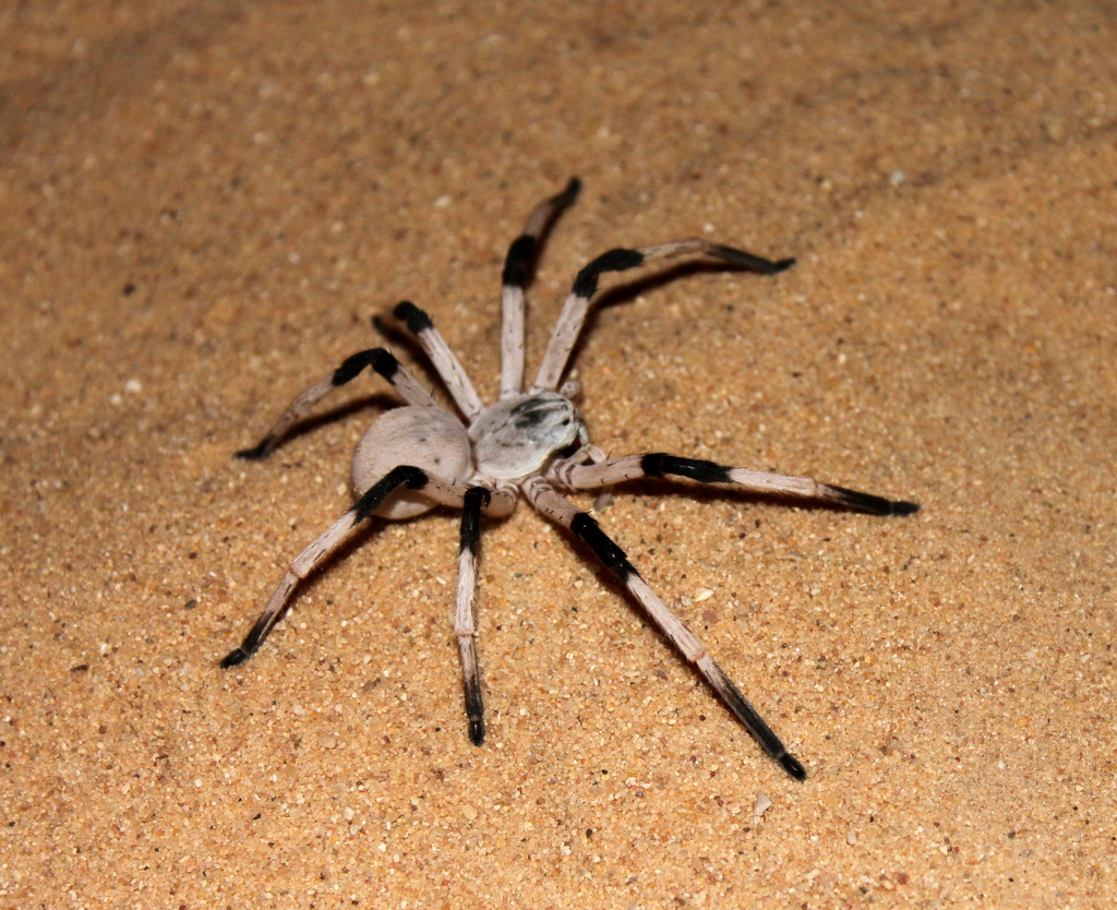 Giant huntsman spider: The largest spider by leg span