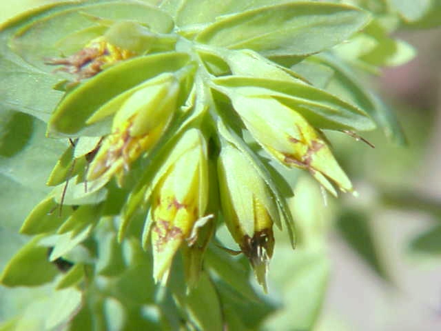 File:Cerinthe glabra0.jpg