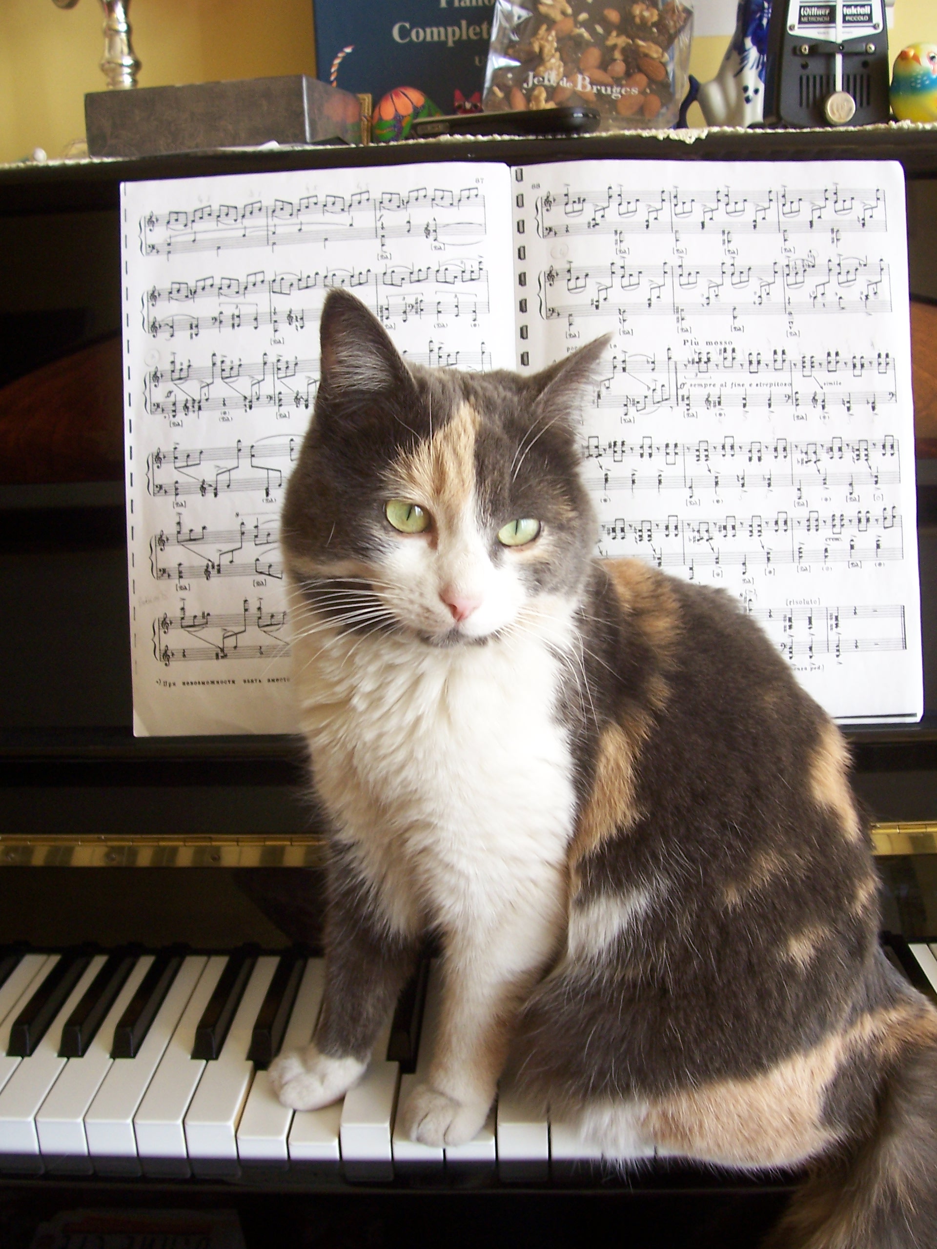 Chat Dans La Musique Wikipedia
