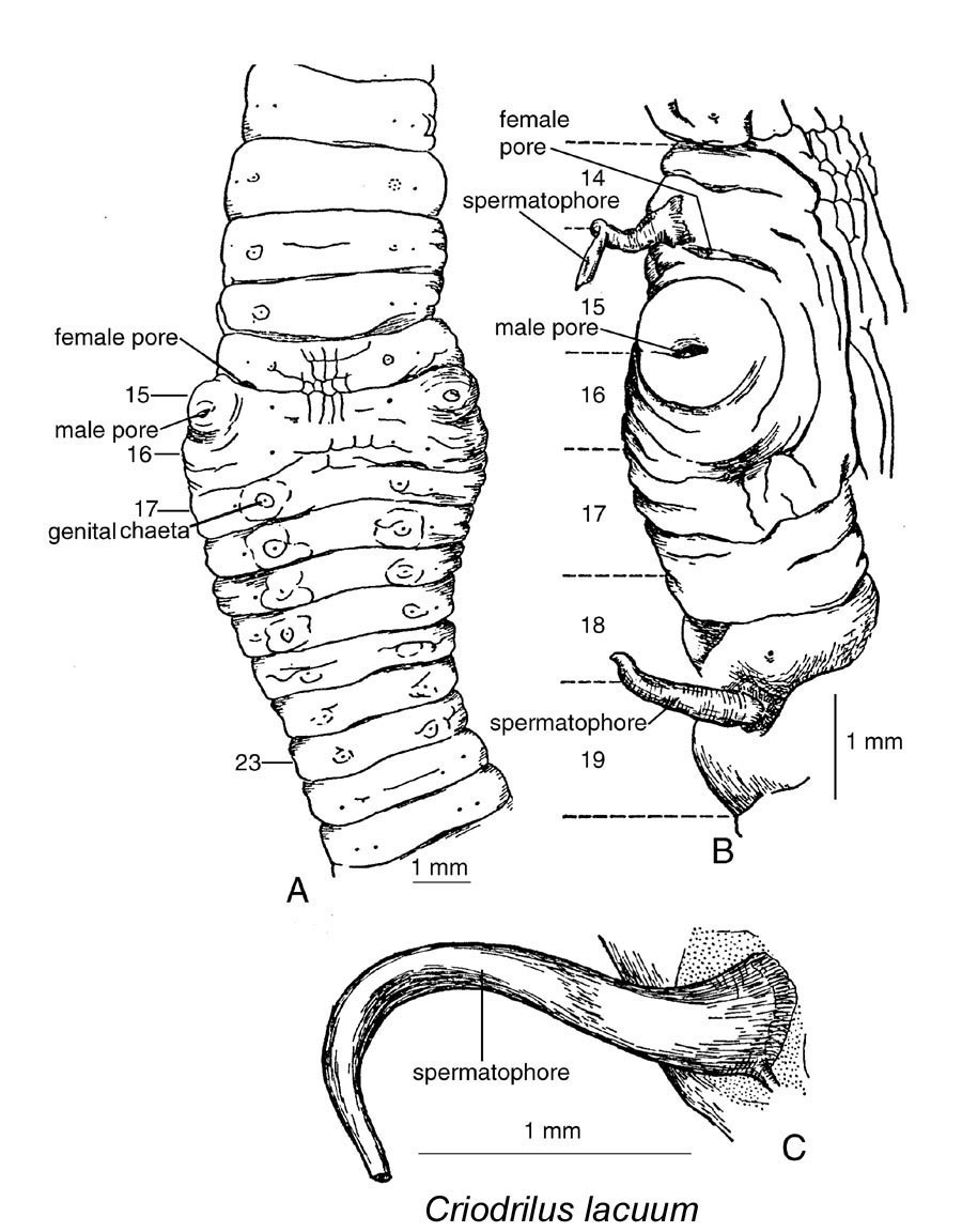 Criodrilus lacuum