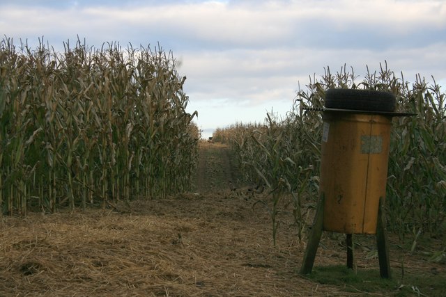 File:Crop of Maize, Near Griff - geograph.org.uk - 615899.jpg