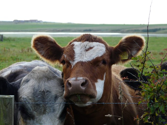 File:Curious Coo - geograph.org.uk - 911969.jpg