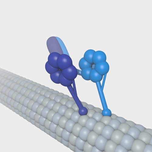 File:CytoplasmicDyneinOnMT noLabels.png