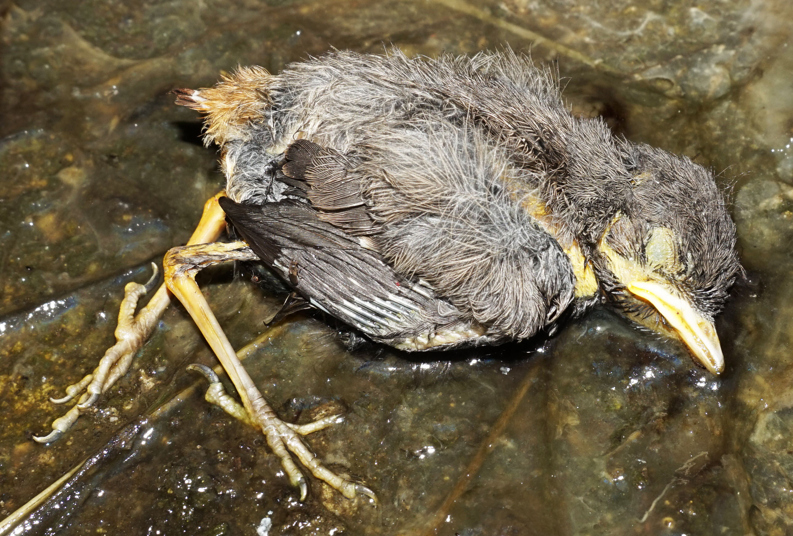 How to tell if a baby bird is dead picture