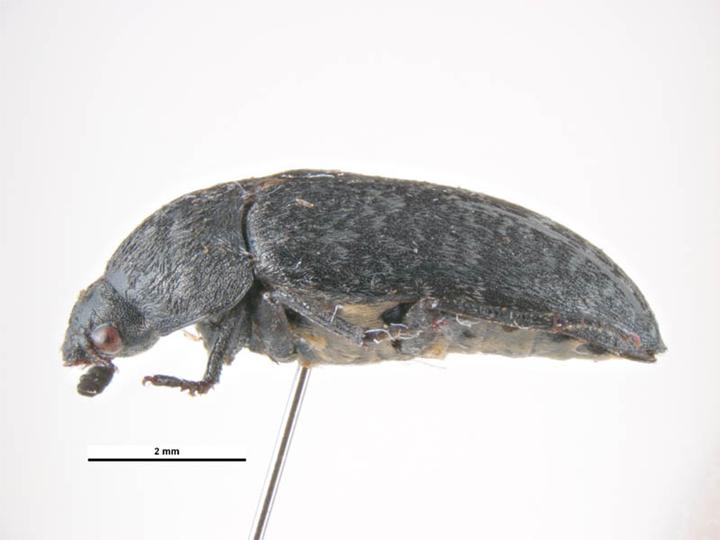 File:Dermestes murinus.jpg