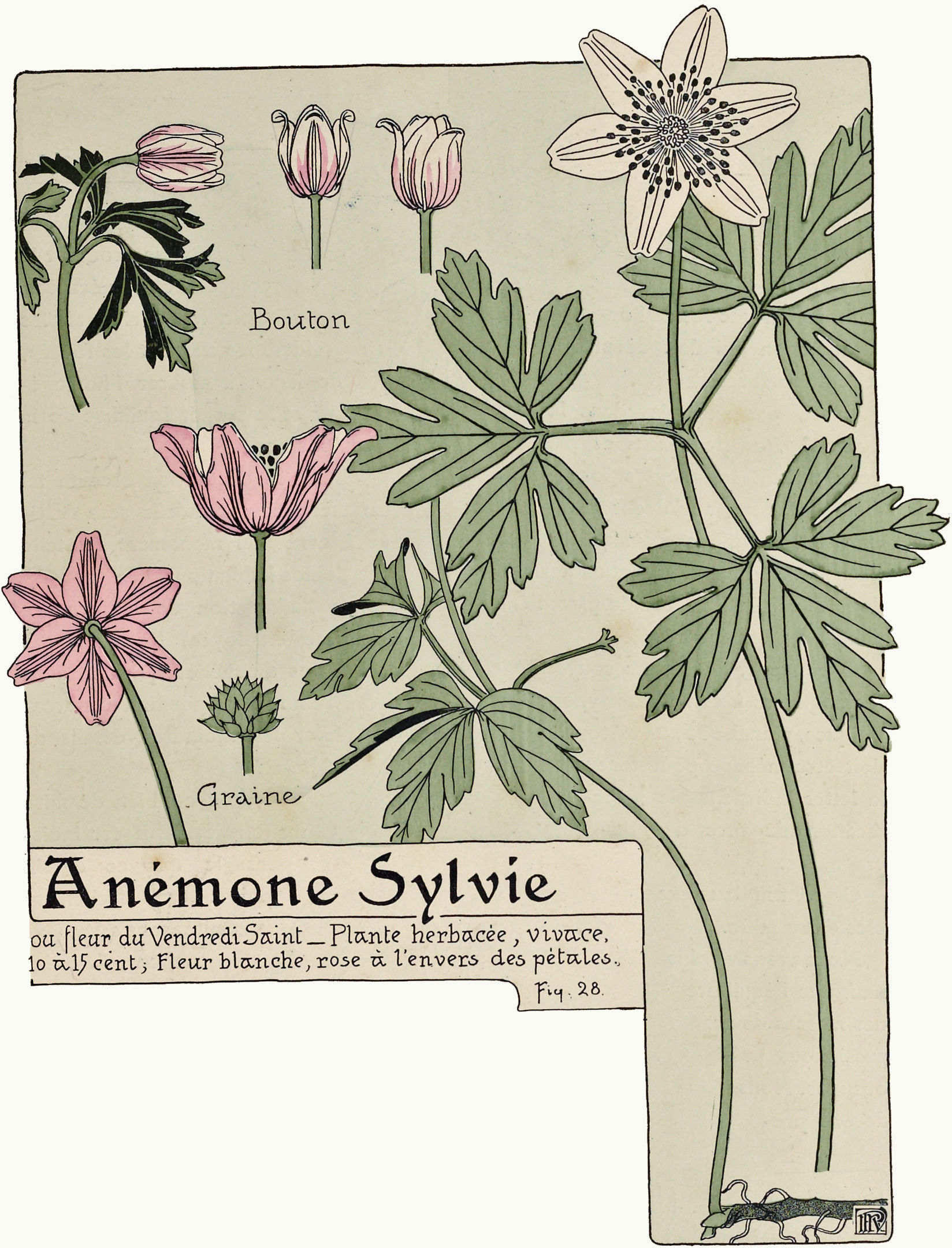 File:Etude de la plante - p.33 fig.28 - Anémone sylvie.jpg - Wikimedia  Commons