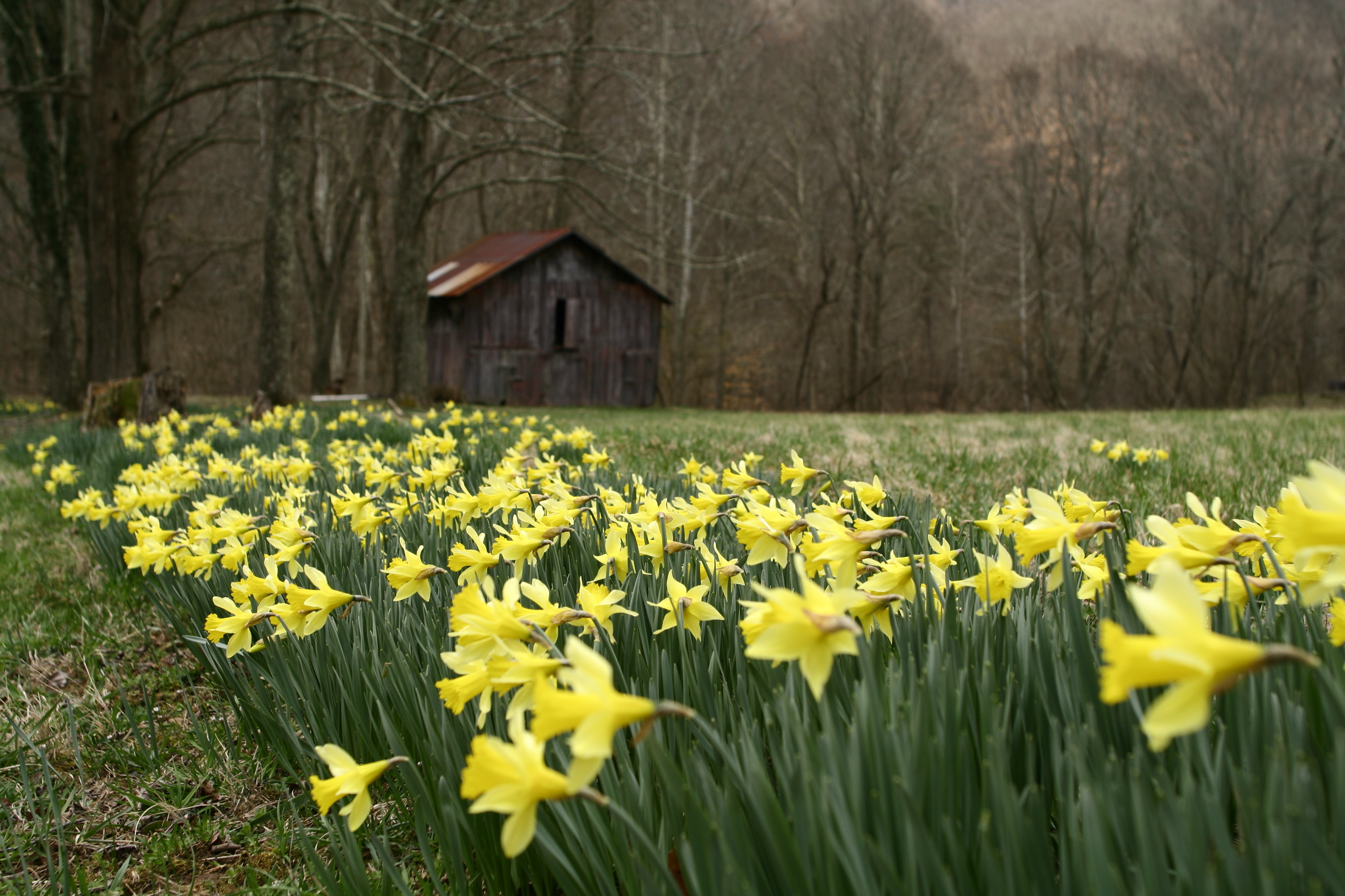 Спринг тайм. Все красивое создано нарциссами. Types of Spring Flowers. Aleixc Spring. Роль Spring.