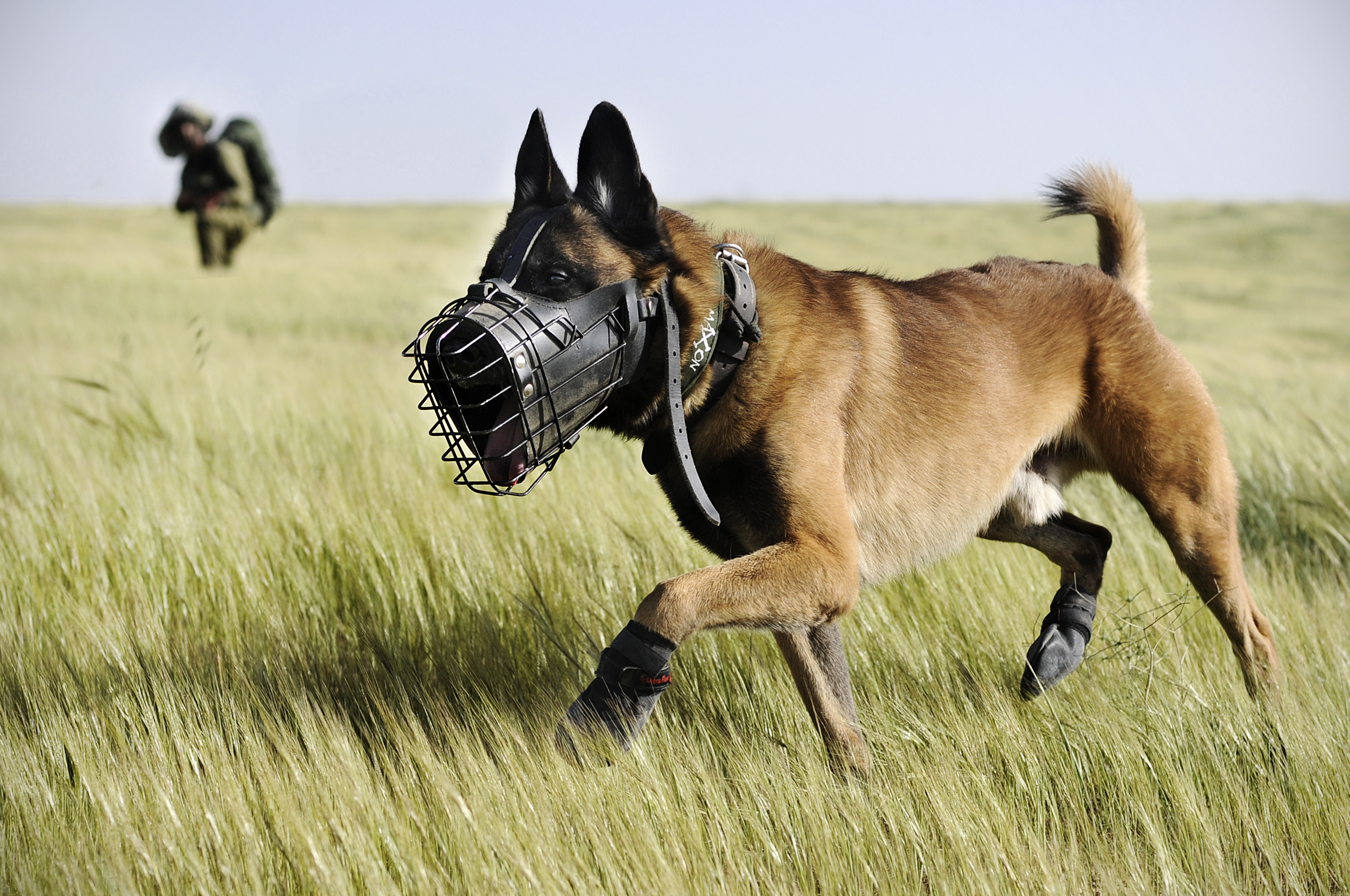 Боевые собаки