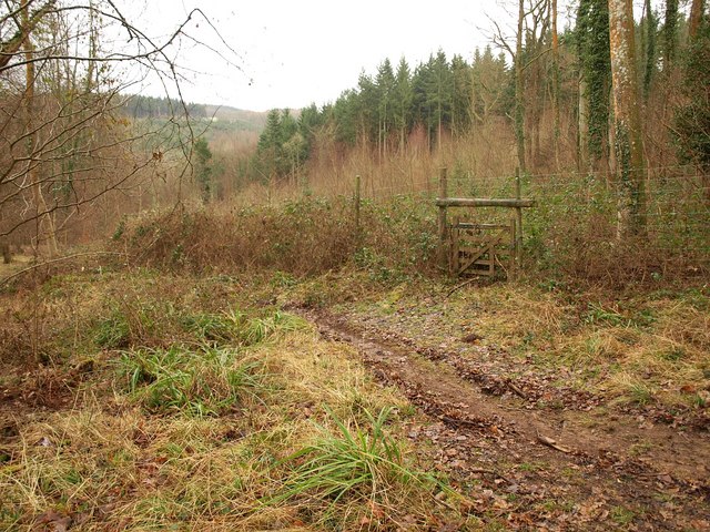 File:Forest of Dean near Lady Park Wood - geograph.org.uk - 1724504.jpg