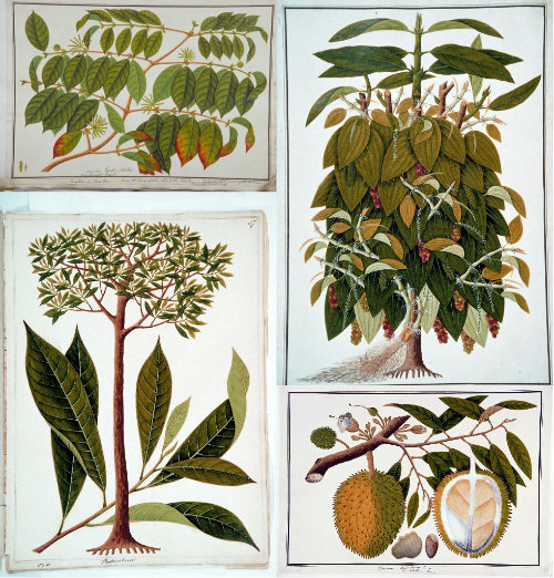 File:Four drawings of plants from Malacca (William Farquhar Collection, 1819–1823).jpg