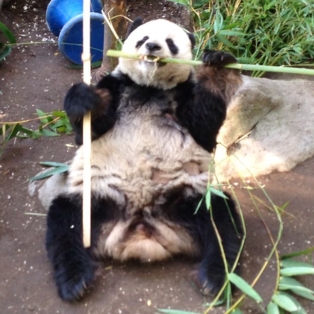 Gao Gao eating bamboo in his habitat at the San Diego Zoo.