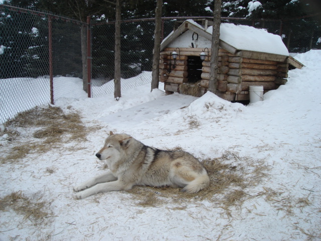 File:Garou.JPG