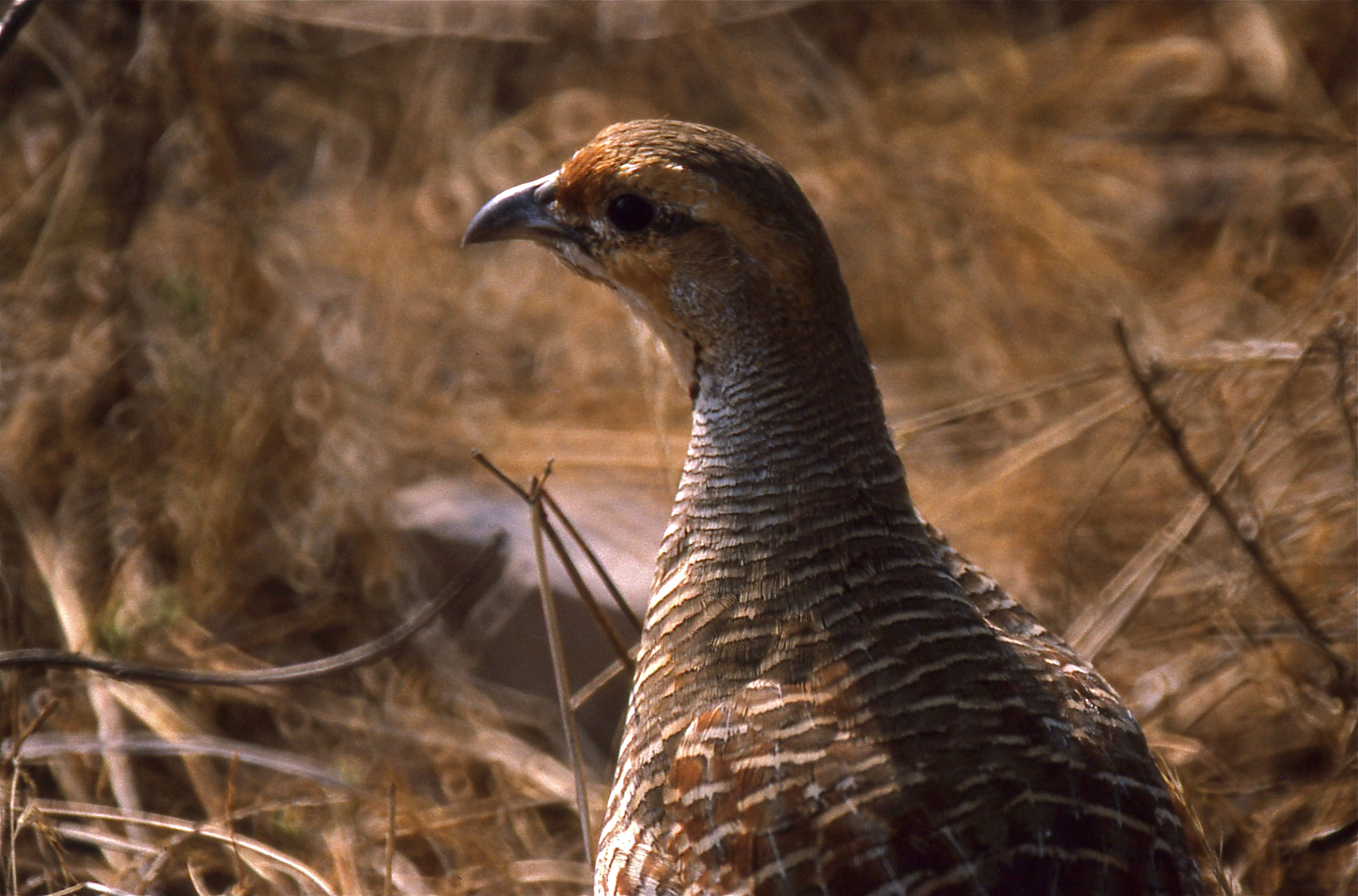 Grey Francolin (Francolinus pondicerianus) (20756581736).jpg