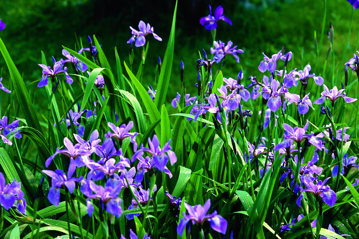 File:Iris versicolor Quebec 2.jpg - Wikimedia Commons