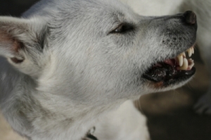 Kishu Inu.Adult.Yama.Male.jpg