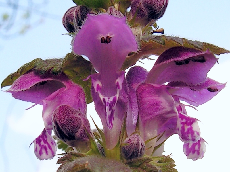 File:Lamium maculatum20090511 103-2.jpg