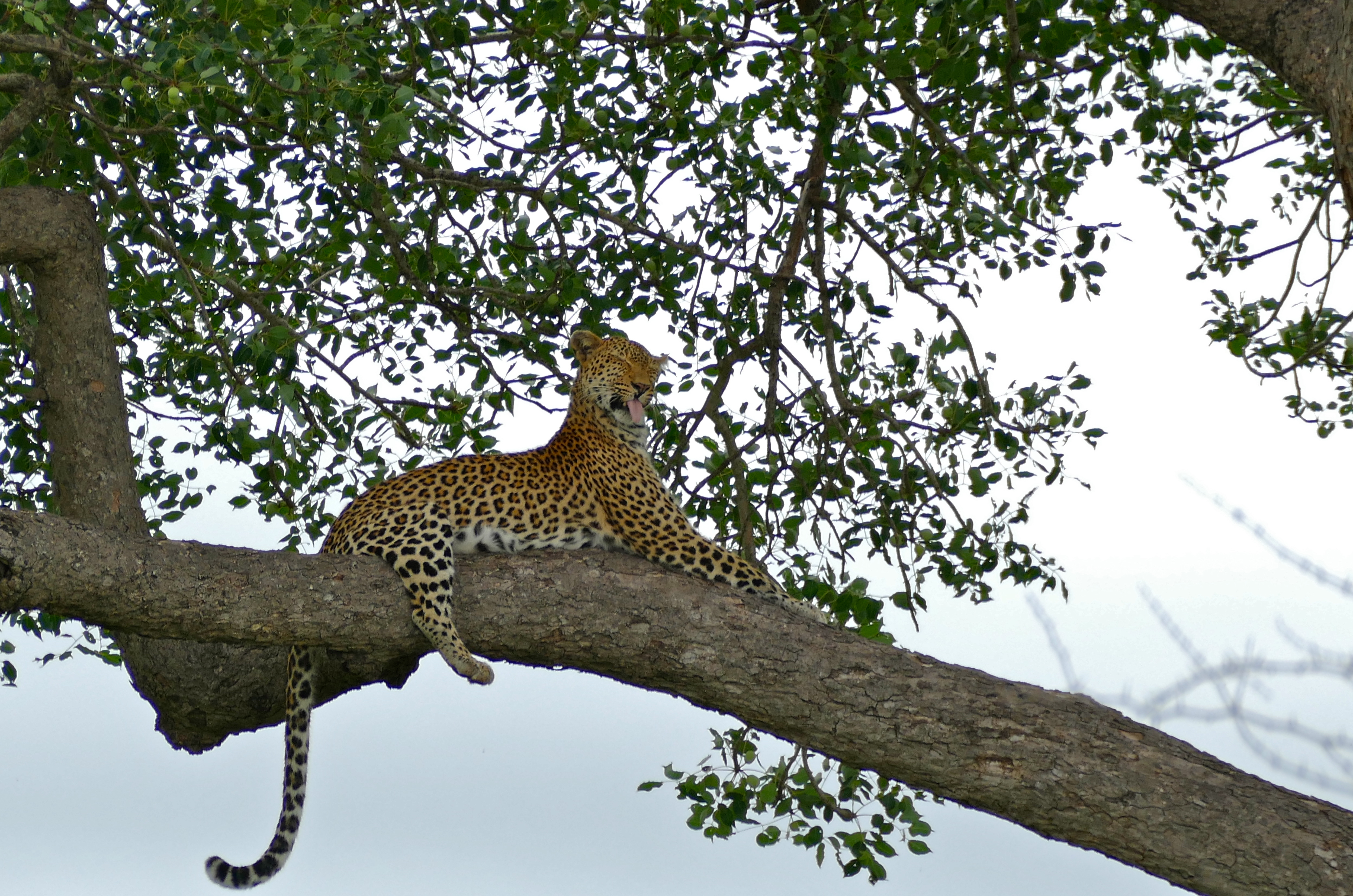 Leopard (Panthera pardus) female in a tree (16457148005).jpg