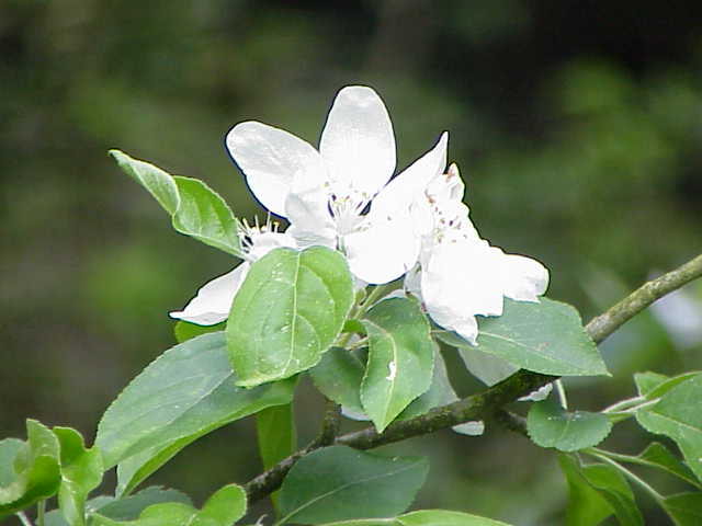 File:Malus pumila0.jpg