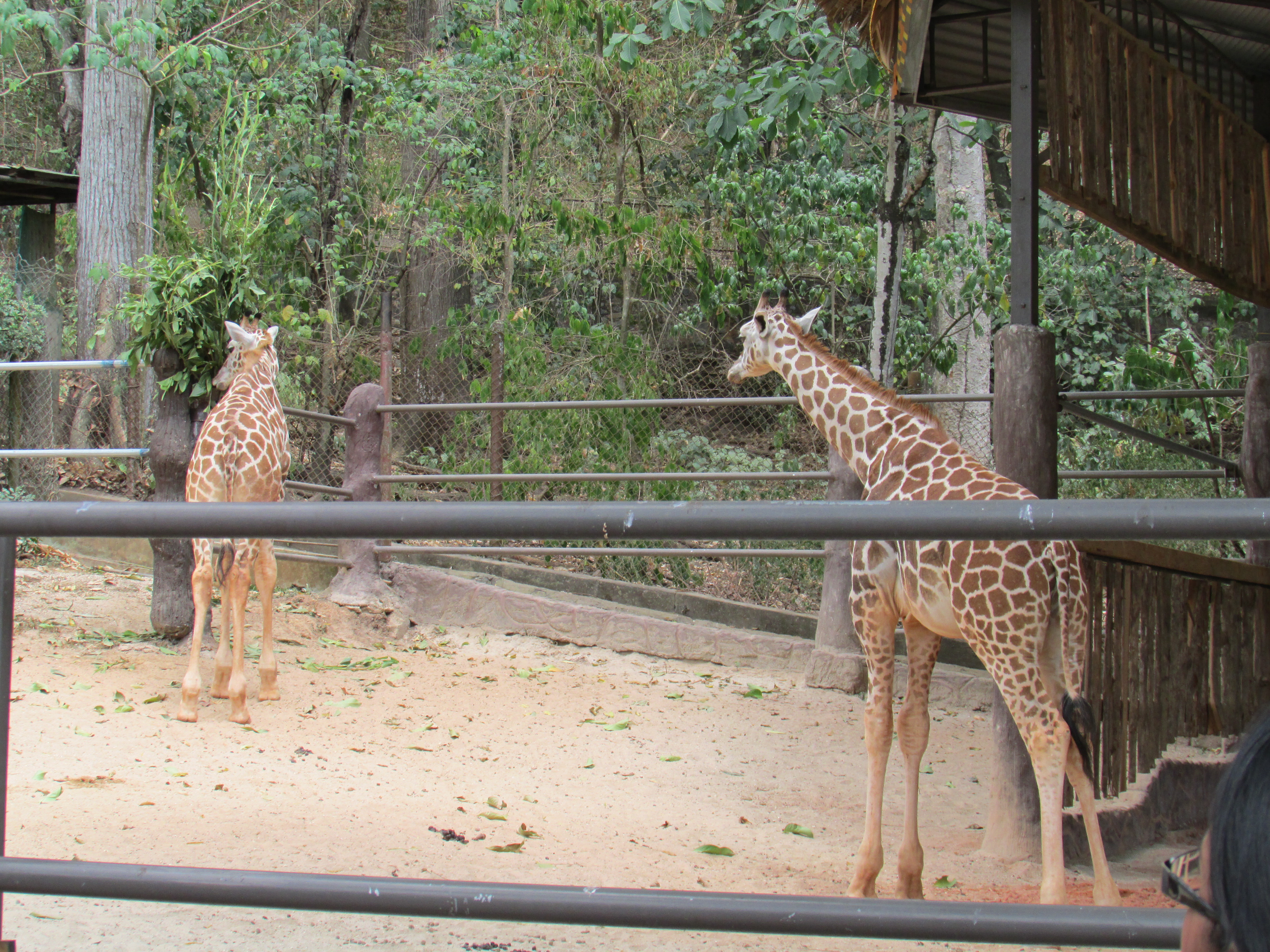 Only zoo. Emperor Valley Zoo Тринидад и Тобаго. Вольер с жирафами. Махачкала парк 2 жирафа. Жираф в вольере.