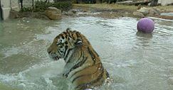 Mike VI in water