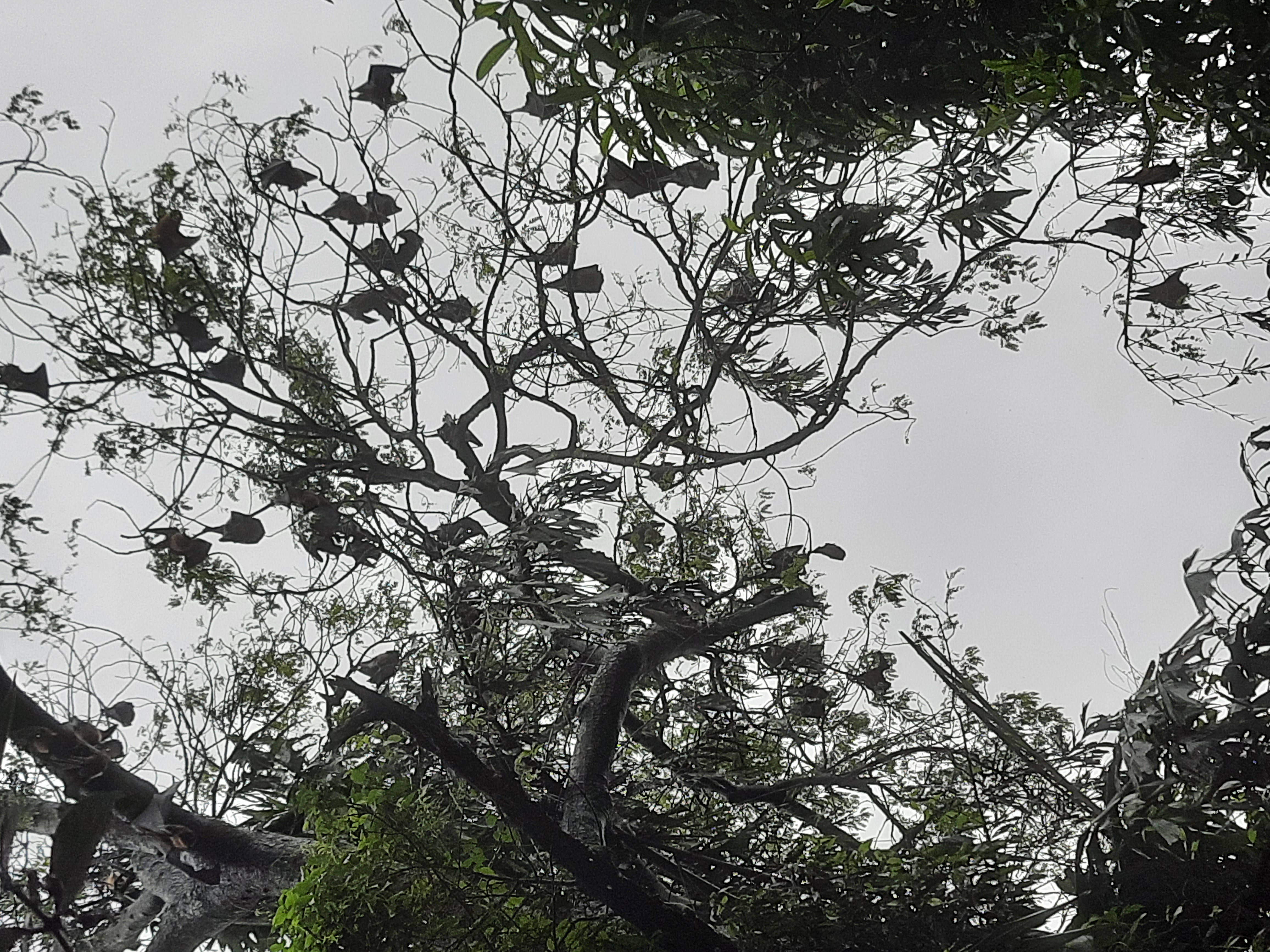 Temple trees