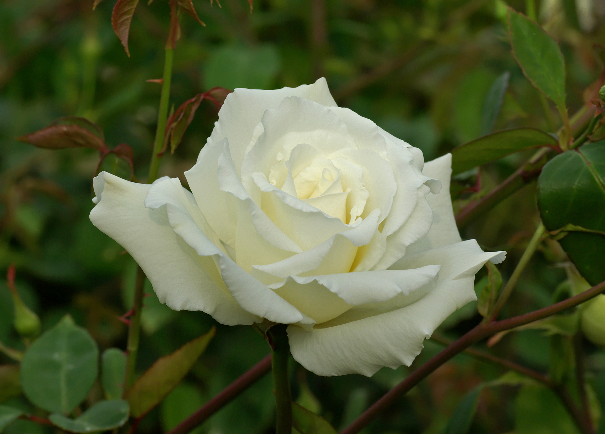 Rose - Simple English Wikipedia, the free encyclopedia