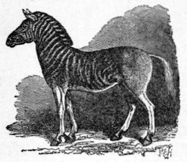 File:NSRW Quagga.png