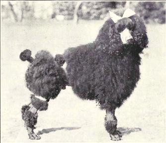 File:Non-Corded Poodle from 1915.JPG