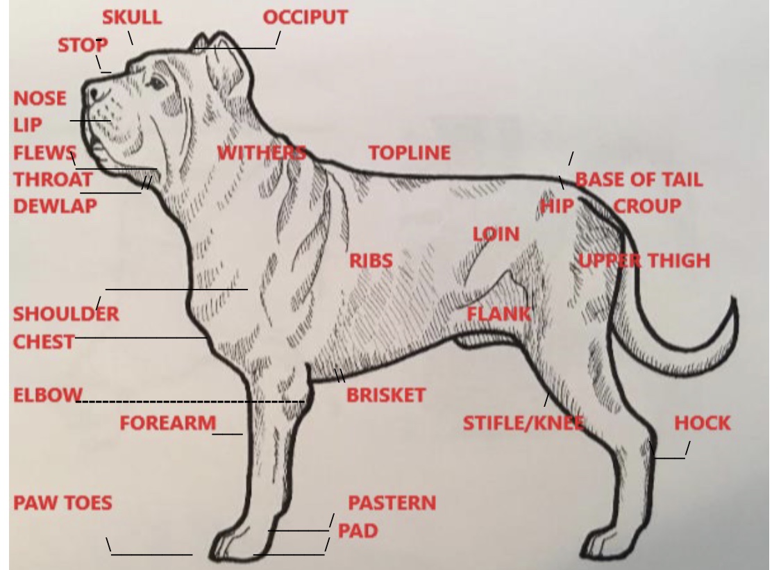 Mastiff Size Chart