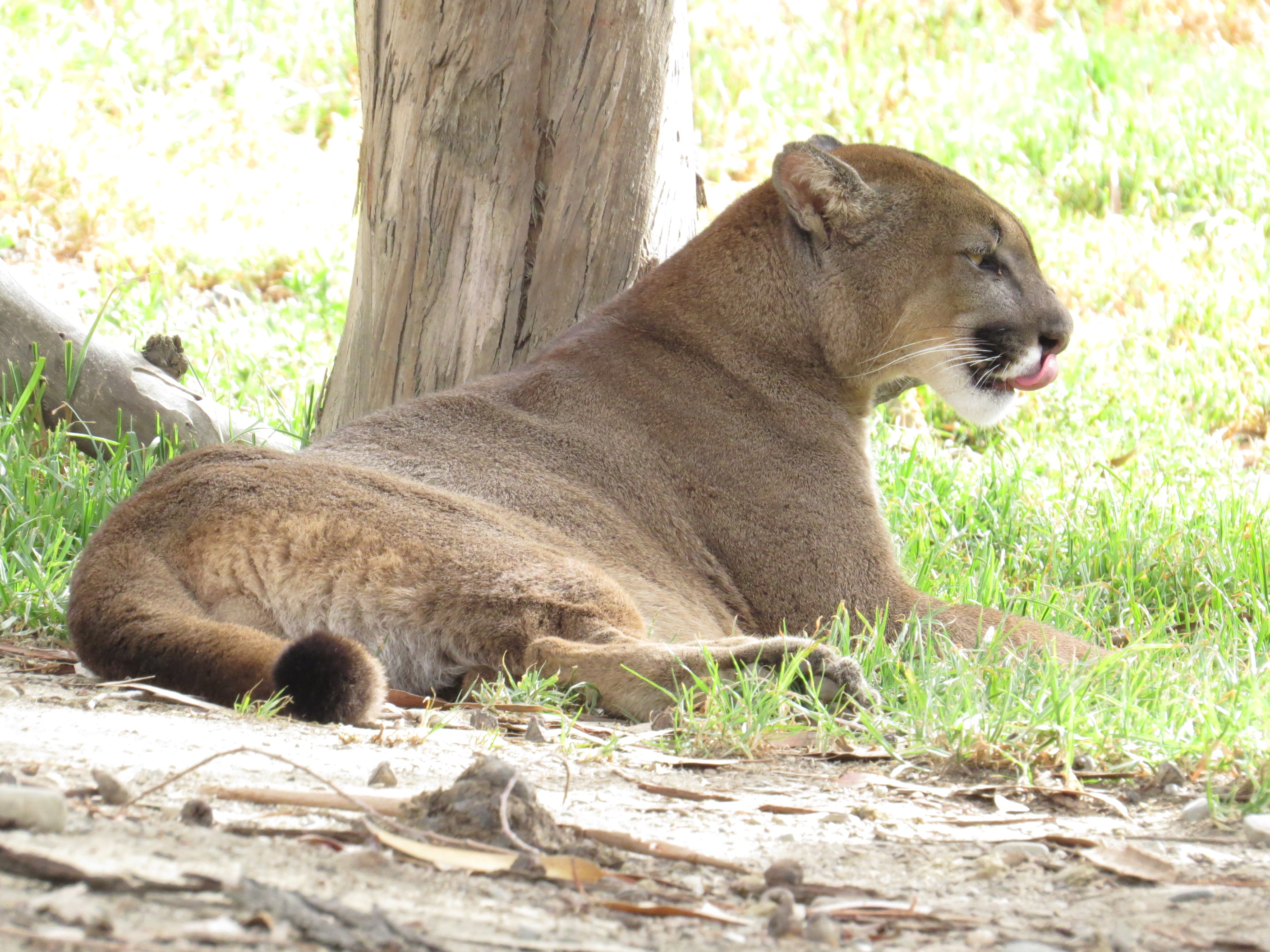 Desnudarse propiedad Abundantemente Puma concolor cabrerae - Wikipedia, la enciclopedia libre