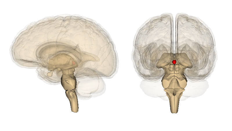 Pineal Gland: What It Is, Function & Disorders