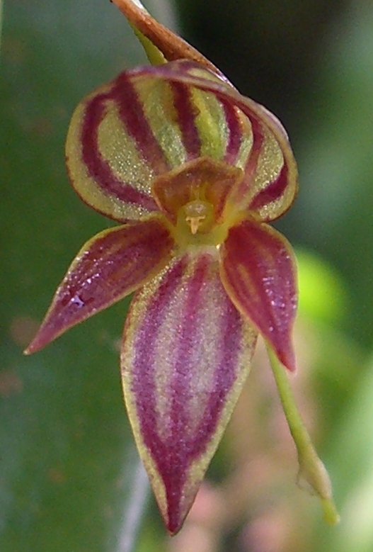 Pleurothallis – Wikipédia, a enciclopédia livre