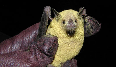 File:Pollenbat.jpg