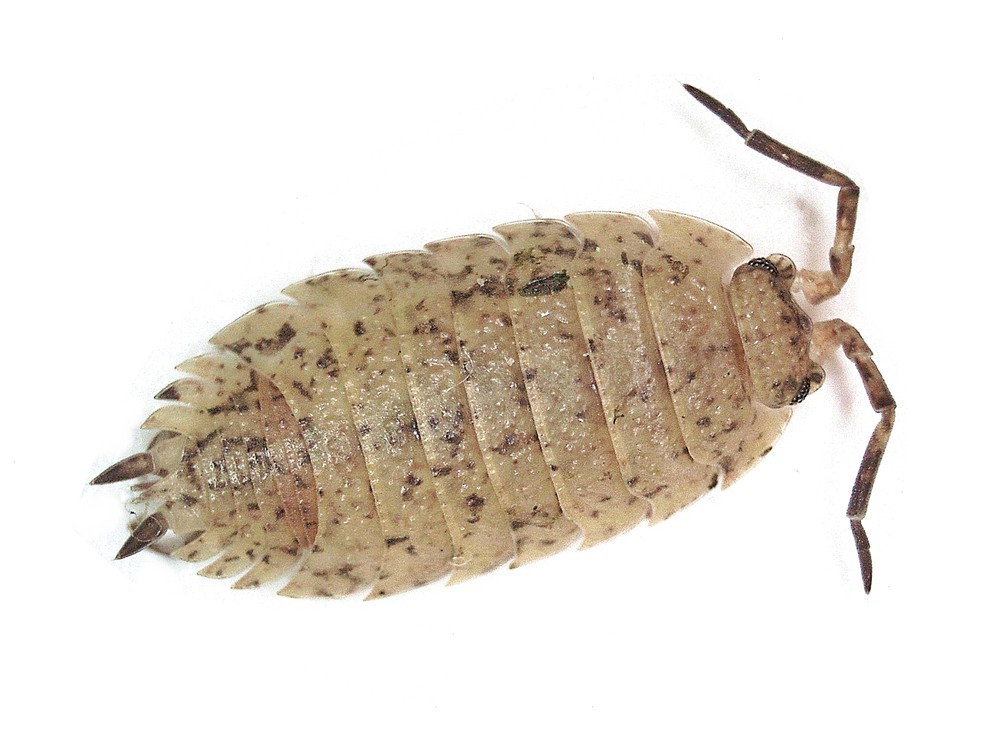 Восход солнцев 8 скабер. Porcellionidae scaber. Porcellio spatulatus. Porcellio magnificus. Pereopod Porcellio scaber.