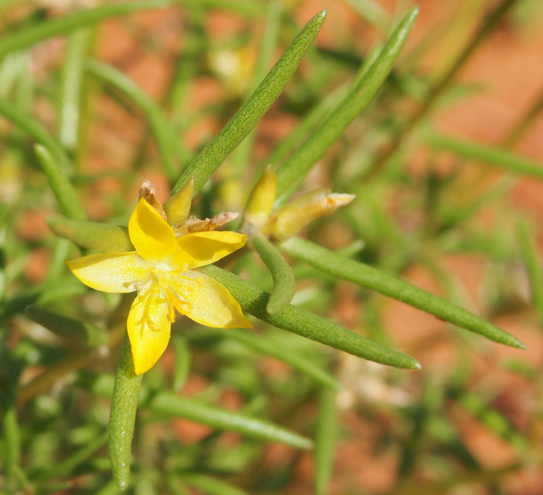 「Portulaca filifolia」的圖片搜尋結果