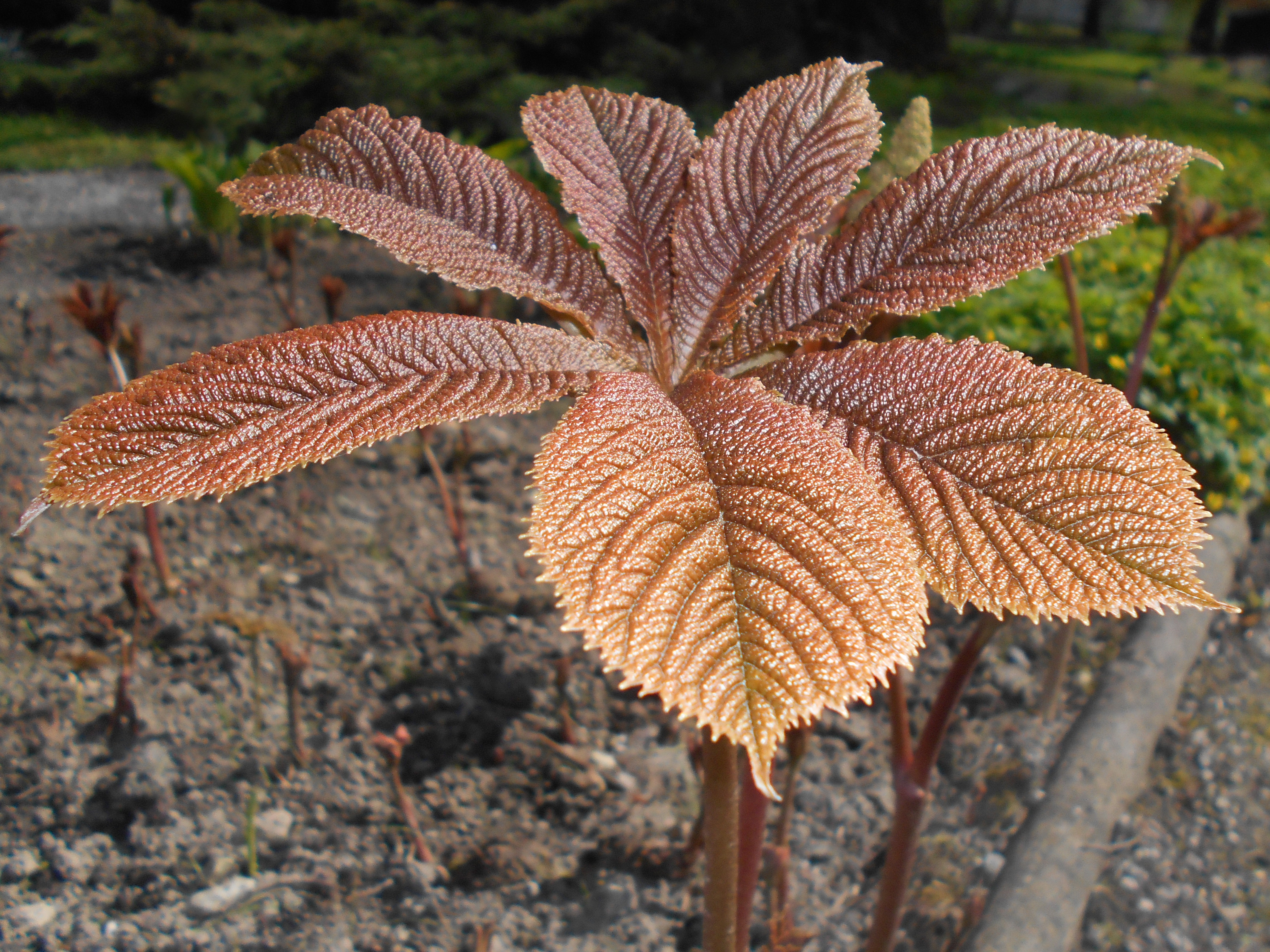 Роджерсия конскокаштанолистная Rodgersia aesculifolia осенью