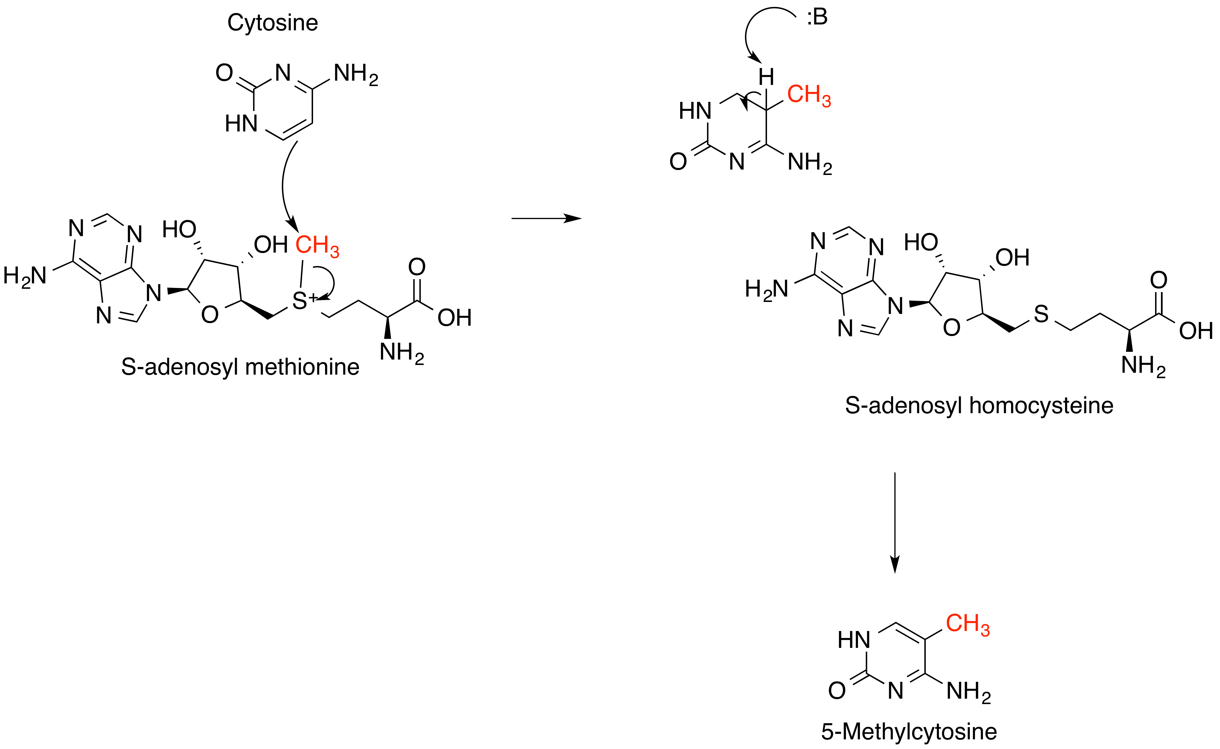 Участие s аденозилметионина в реакциях трансметилирования