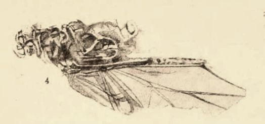 File:Sbenaphis quesneli Scudder 1890 pl2 Fig4.png