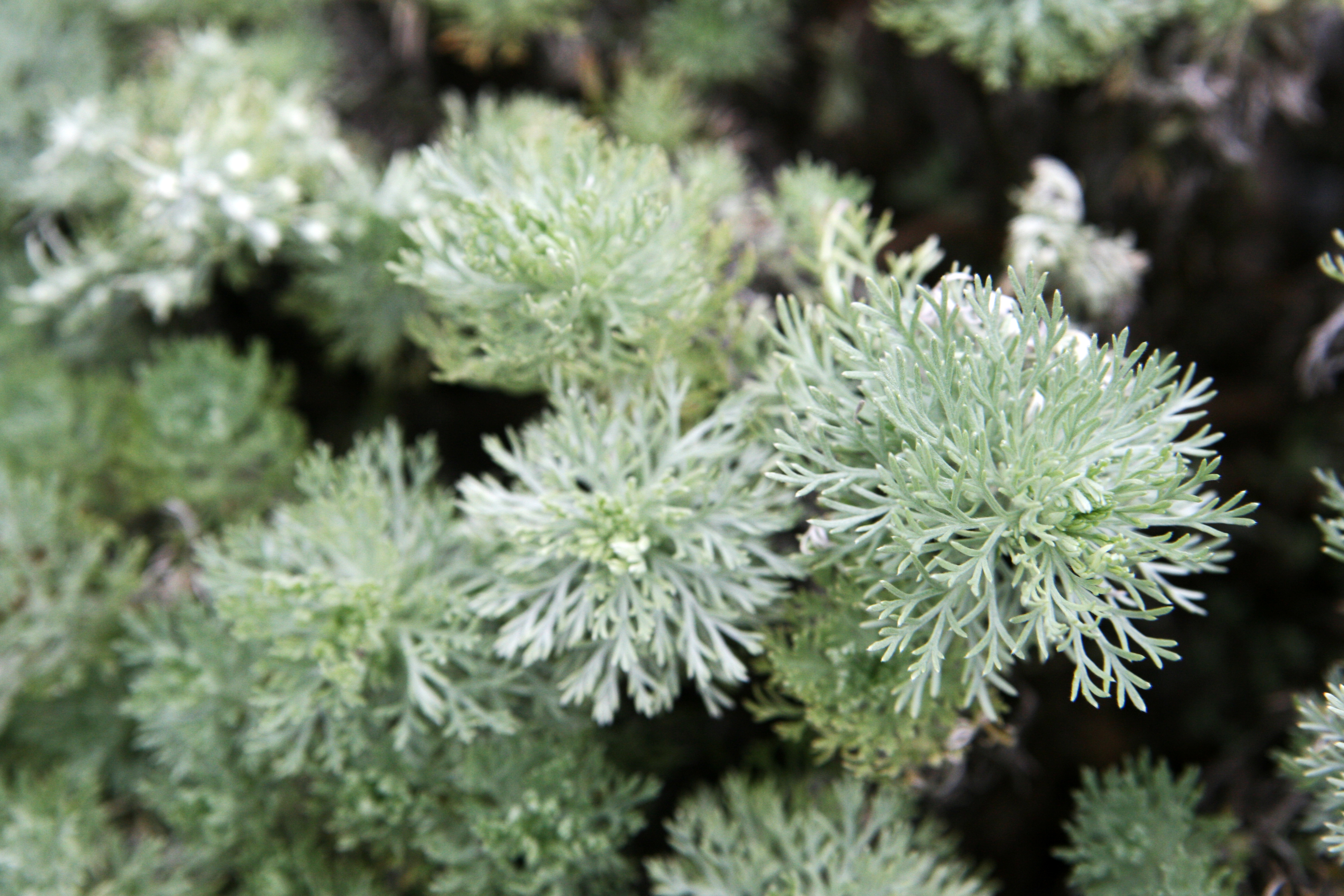 Полынь Шмидта Artemisia schmidtiana