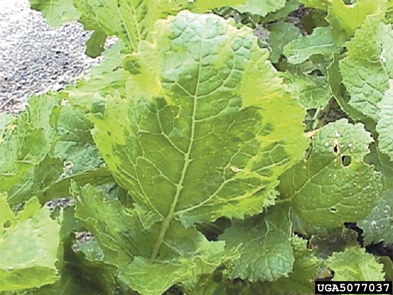 File:Speiserüben Turnip Mosaic Virus (Potyvirus Turnip Mosaic Virus (TuMV)-David B. Langston, University of Georgia,Bugwood.org.jpg