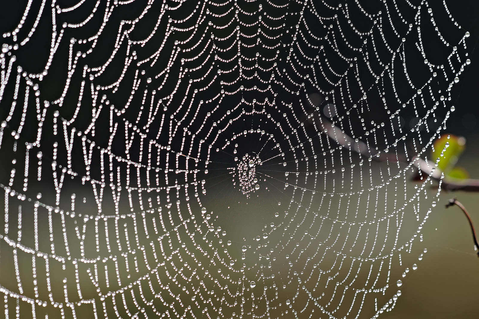 File Spider Web With Dew Drops04 jpg Wikimedia Commons