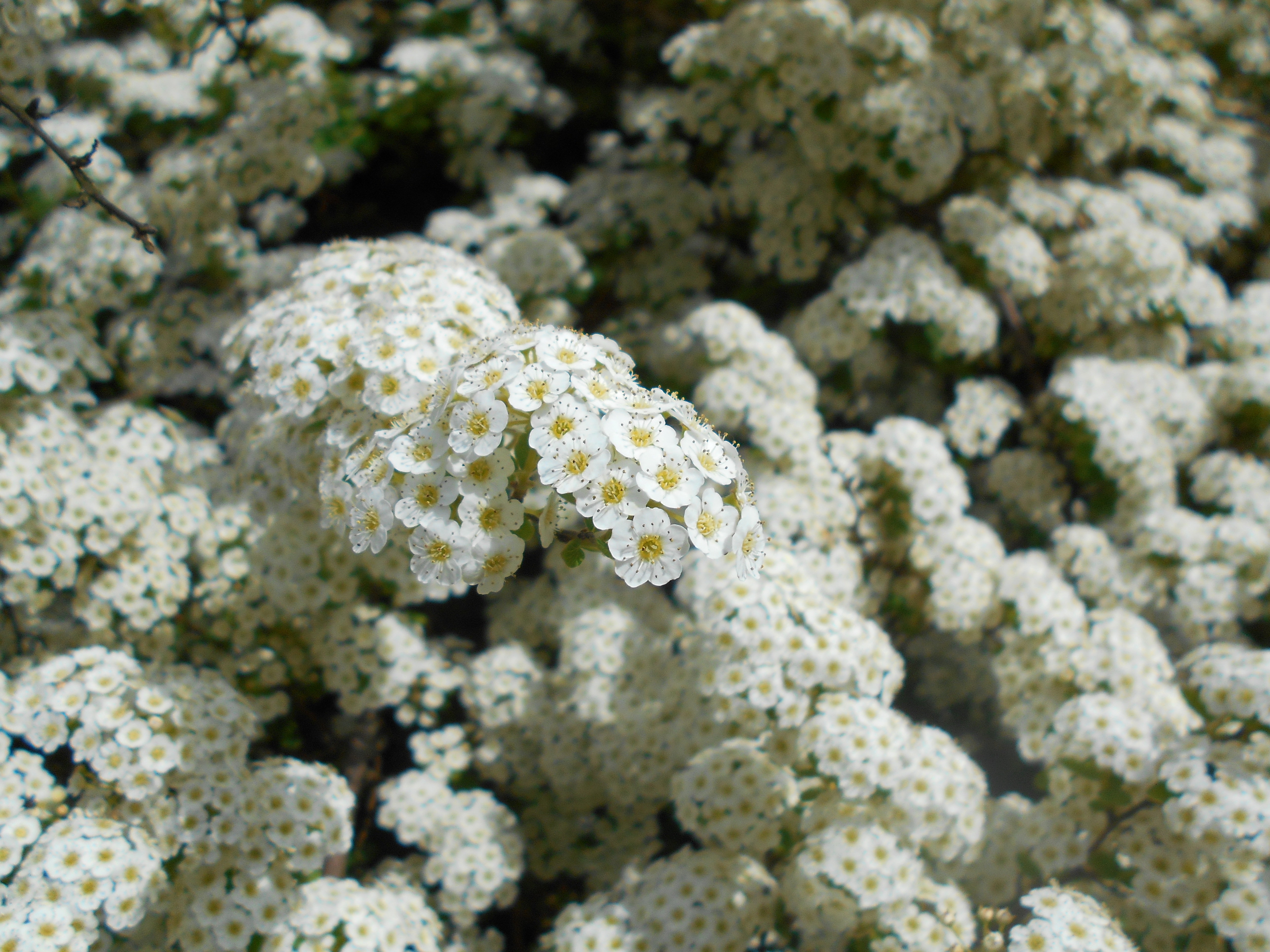 Спирея Трилобата. Спирея трёхлопастная (Spiraea trilobata). Спирея японская Альбифлора.