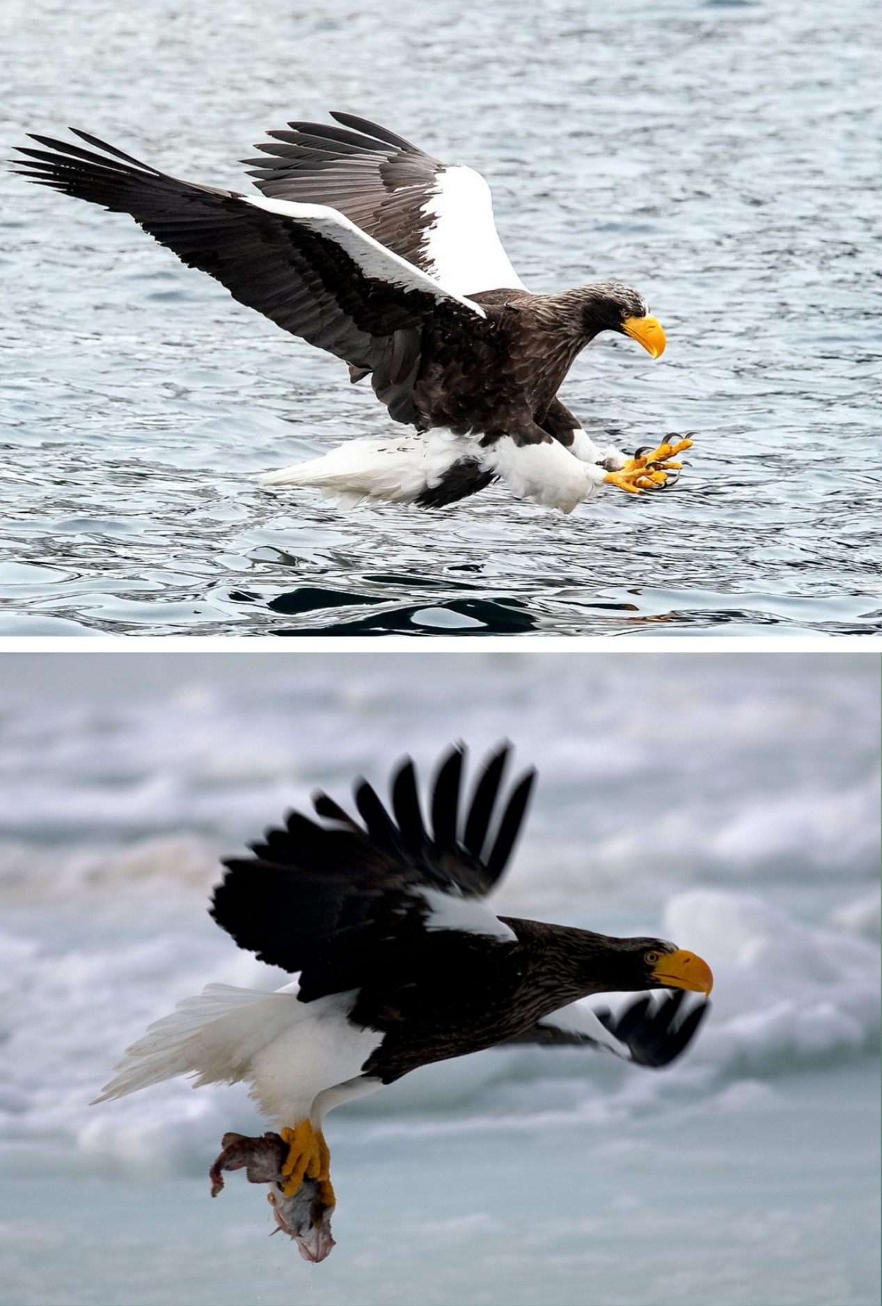 File:Steller's Sea Eagle hunting a fish.jpg - Wikipedia