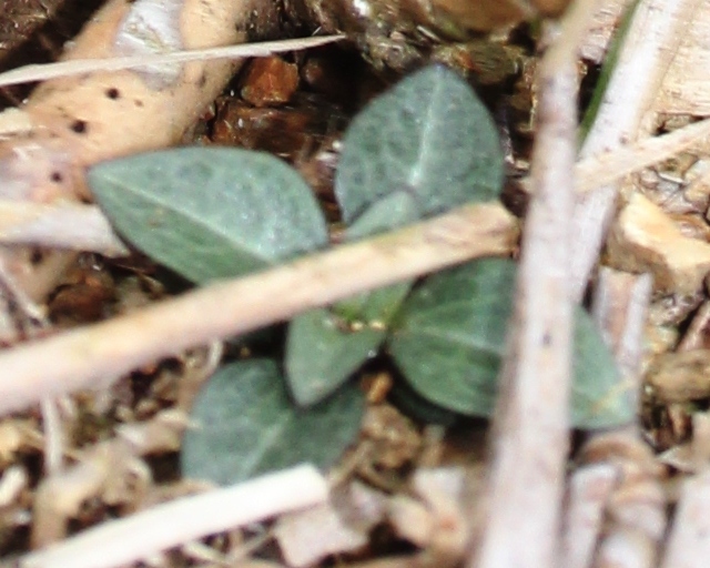 File:Swertia japonica rosette.JPG