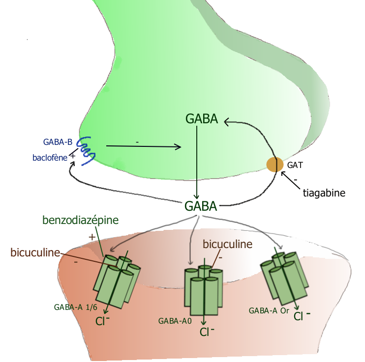 les récepteurs GABAergiques
